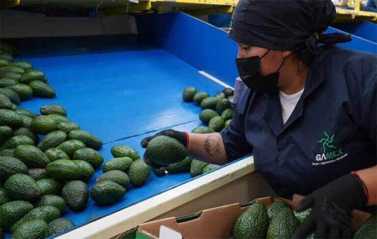 US halts avocado imports after inspector threatened US halts avocado imports after inspector threatened
