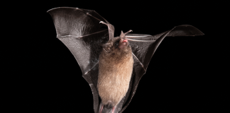 bat