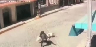 A woman runs after the dog that is attacking her child.