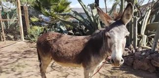 The animal was put down after its second fatal attack.