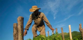 A Santiago Niltepec farmer harvests indigo plants.