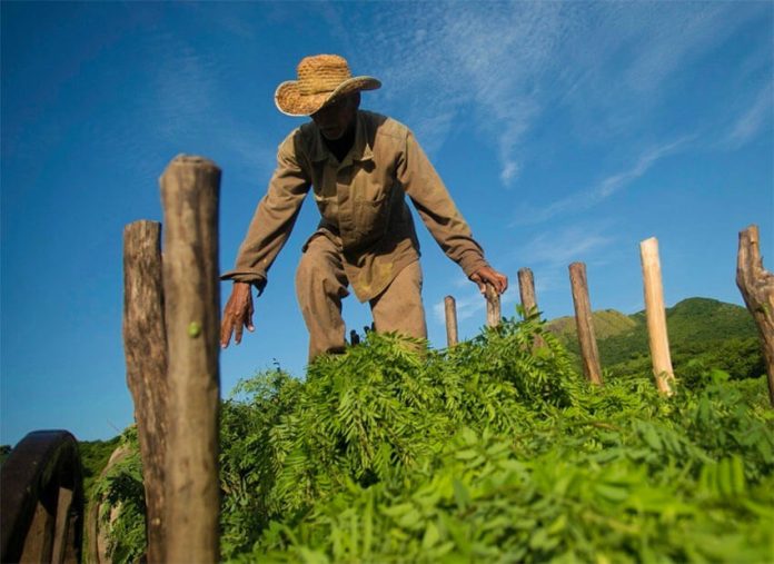 A Santiago Niltepec farmer harvests indigo plants.
