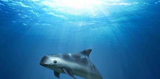 vaquita porpoise