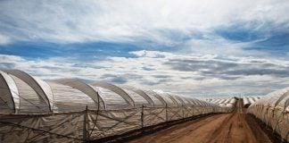 Berrymex berry growing farm in Jalisco, Mexico