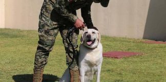 Frida rescue dog Mexico