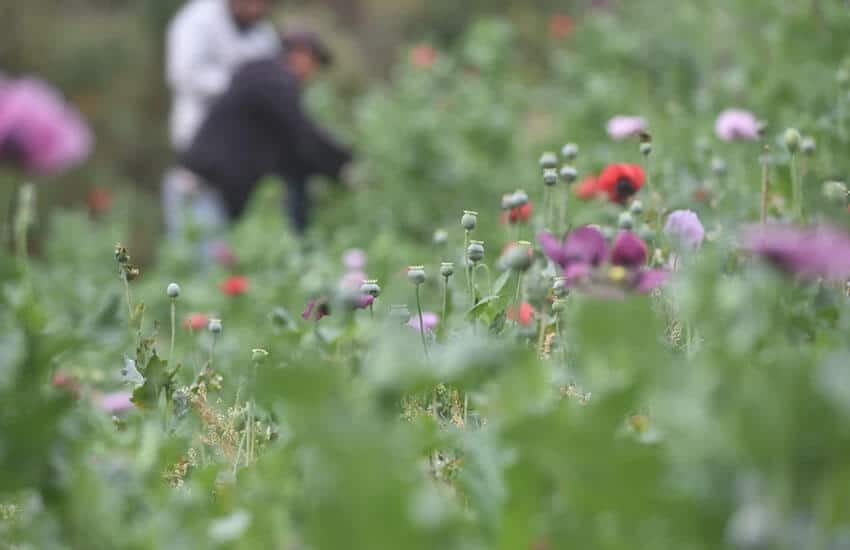 poppy farming in Sinaloa