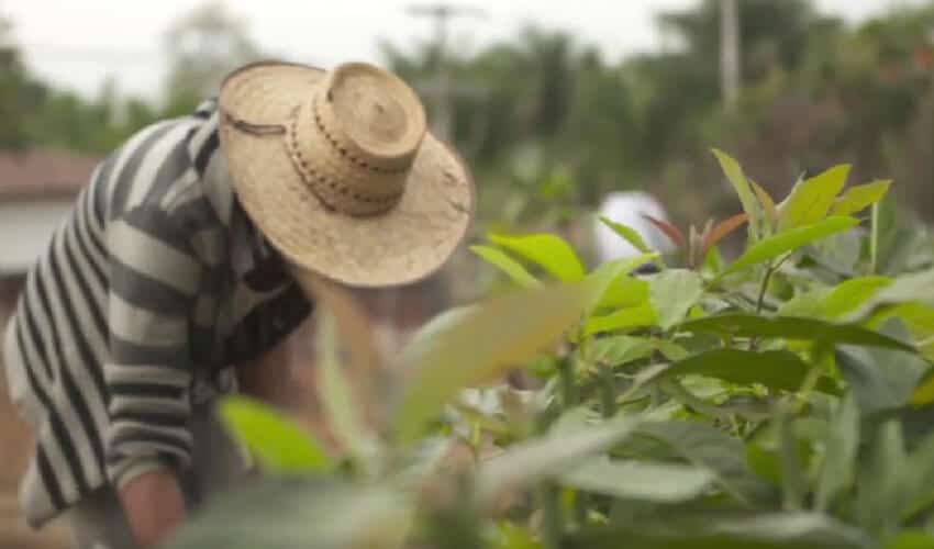 avocado farmer mexico
