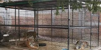 cartel tigers seized in Guerrero, Mexico