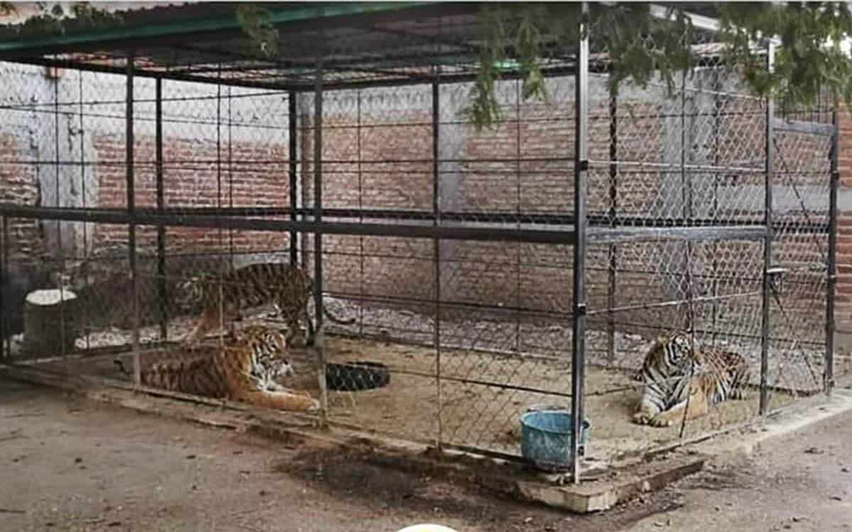 cartel tigers seized in Guerrero, Mexico