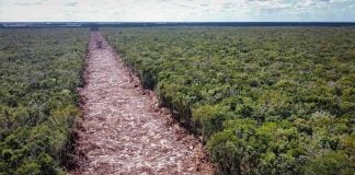 Maya Train route deforestation