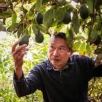 Michoacan avocado farmer