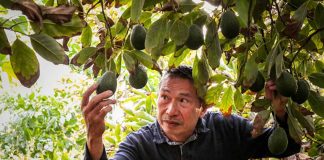 Michoacan avocado farmer