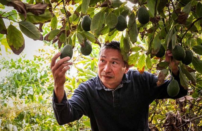 Michoacan avocado farmer