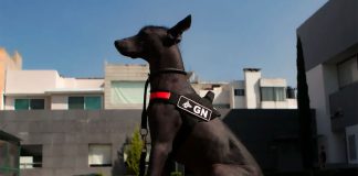 Dante has been a popular ambassador