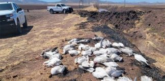 The dead geese after they were gathered by local authorities.