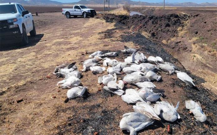 The dead geese after they were gathered by local authorities.