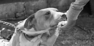 Kimbo, the dog killed by Misael "N" in 2019.