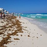 Sargassum on a Quintana Roo beach.