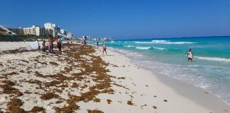 Sargassum on a Quintana Roo beach.