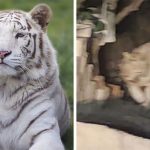 Local residents captured video (screenshot at right) of the white tiger that wandered the streets of La Peña, Querétaro.