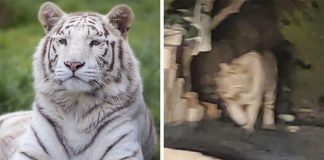 Local residents captured video (screenshot at right) of the white tiger that wandered the streets of La Peña, Querétaro.