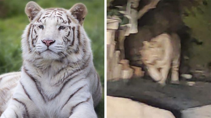 Local residents captured video (screenshot at right) of the white tiger that wandered the streets of La Peña, Querétaro.