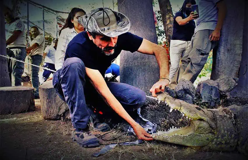 Jalisco's 'Crocodile Hunter' keeps crocs and humans safe from each other