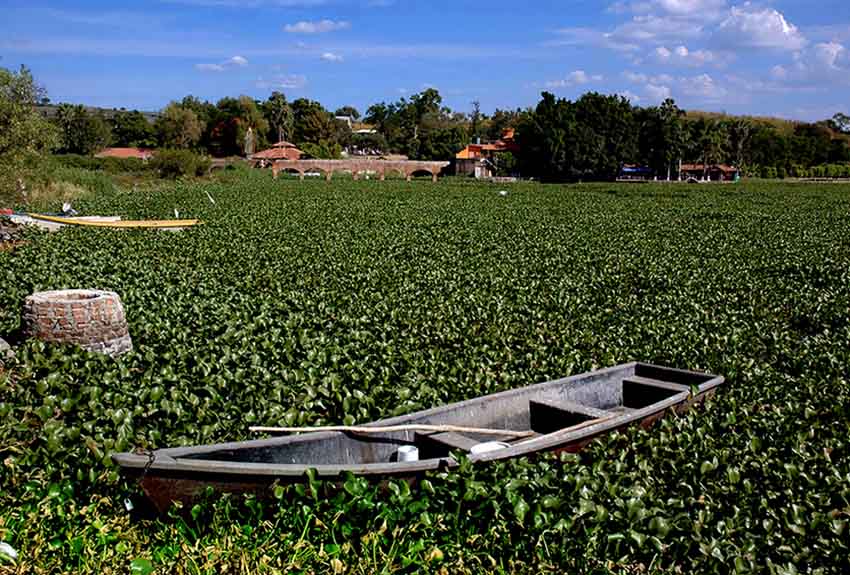 lake covered with water hyacinths, Jalisco