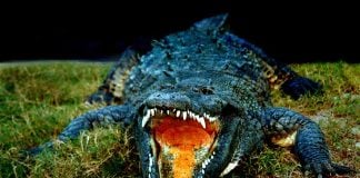 American crocodile