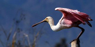 Roseate spoonbill in Jalisco's La Vega Lake