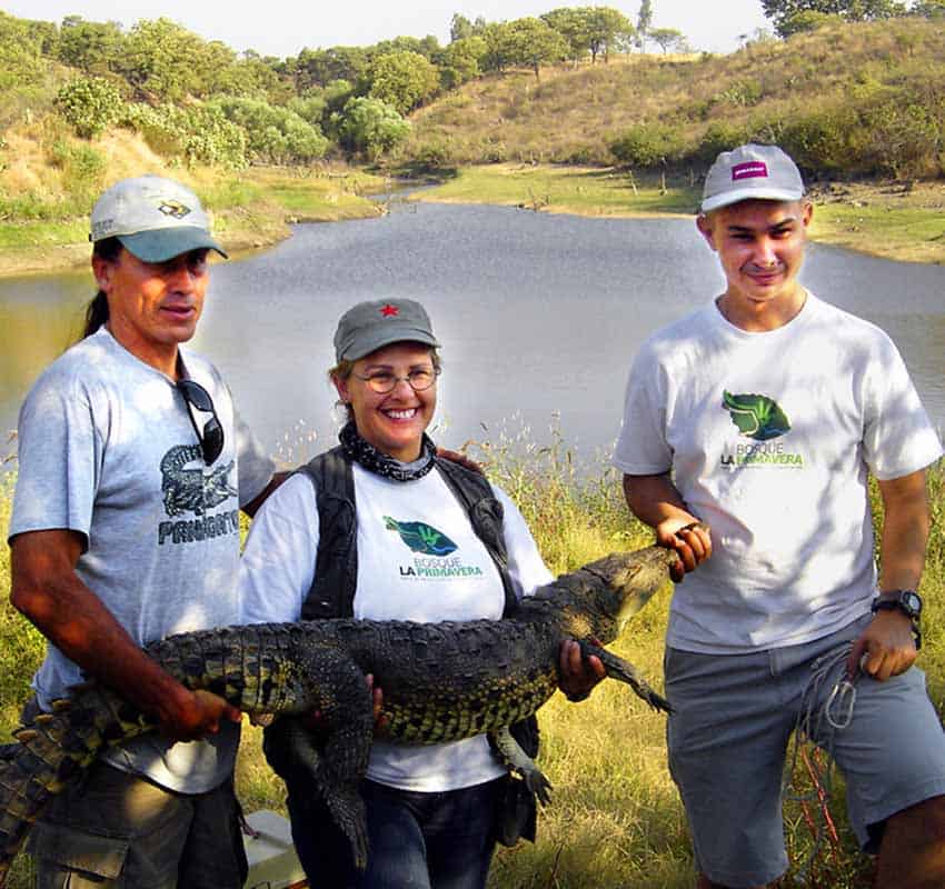 Morelet's crocodile in Jalisco, Mexico