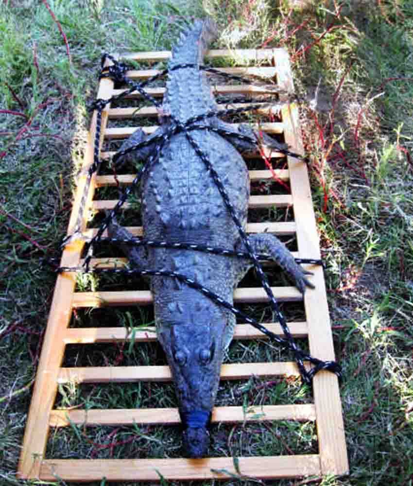 crocodile in Jalisco, Mexico
