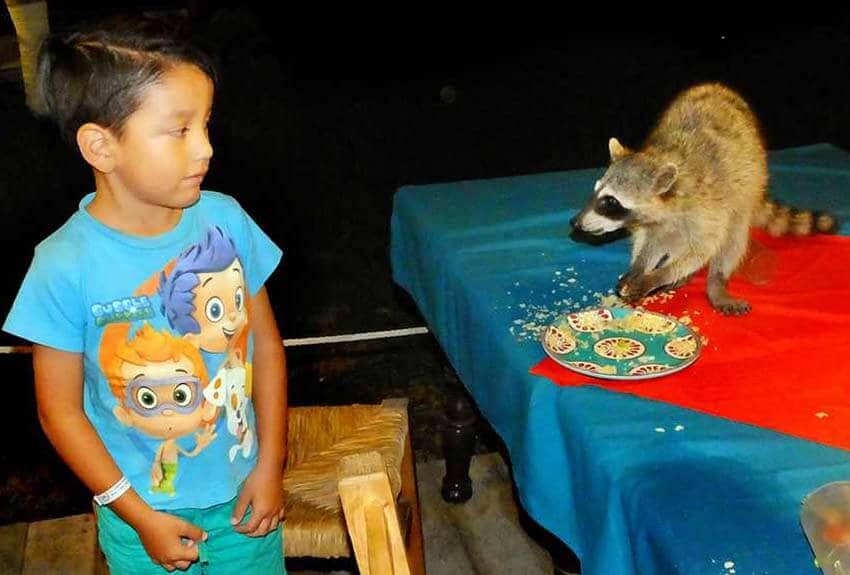 Raccoon at Cuastecomates Bay park, Mexico