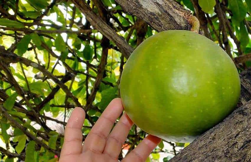 Mexican calabash