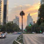 Experts determined that the tree cannot be saved.