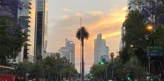 Experts determined that the tree cannot be saved.