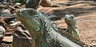 Iguanas raised at El Iguanero, a wildlife management unit in Mazatán, Chiapas.