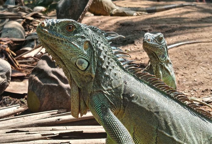 Iguanas raised at El Iguanero, a wildlife management unit in Mazatán, Chiapas.