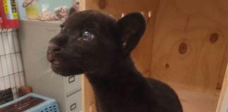 The young jaguar found at Mérida airport.