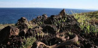 One of Isla Tortuga's many rattlesnakes basks in the sun.