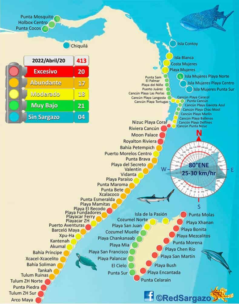 The sargassum map published Wednesday morning