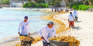 Workers remove sargassum by the wheelbarrow load