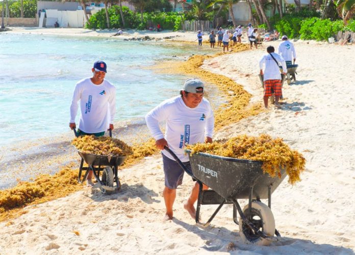 Workers remove sargassum by the wheelbarrow load