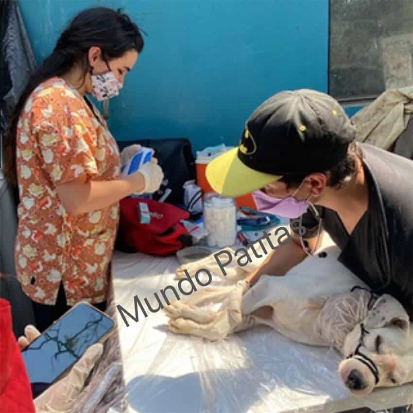 One of the dogs rescued from the Tultitlán house receives medical attention.