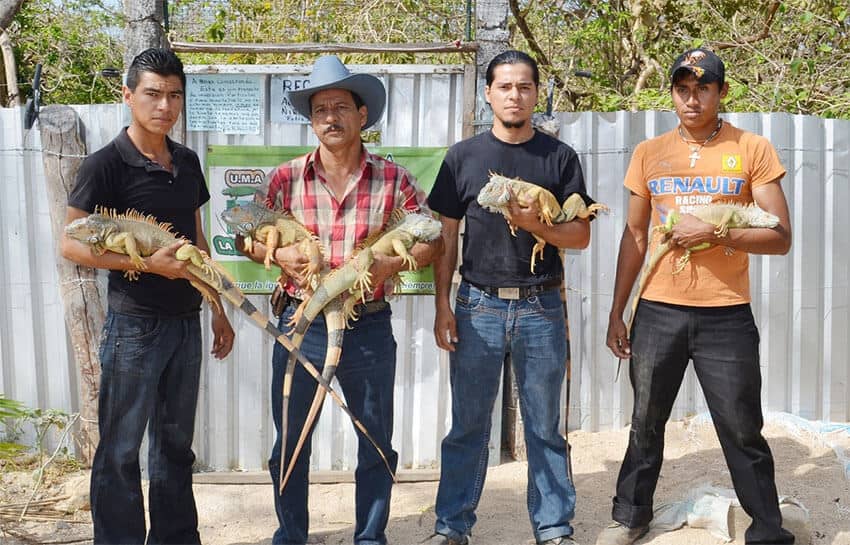 Personnel at UMA La Cabaña, a wildlife management unit in Arriaga, display a few of their iguanas.