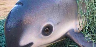 The vaquita, a critically endangered species, only lives in the northern end of the Gulf of California.