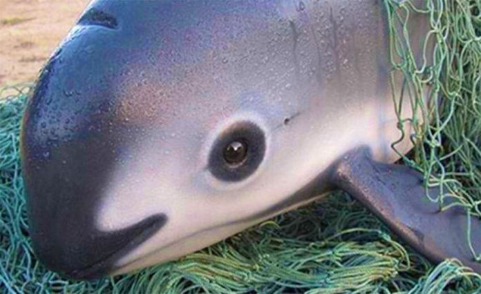 The vaquita, a critically endangered species, only lives in the northern end of the Gulf of California.