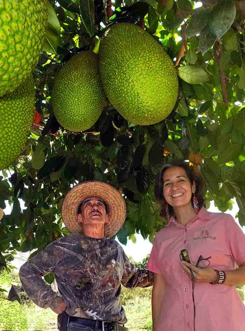 jackfruit at Tao de Jade center, Nayarit