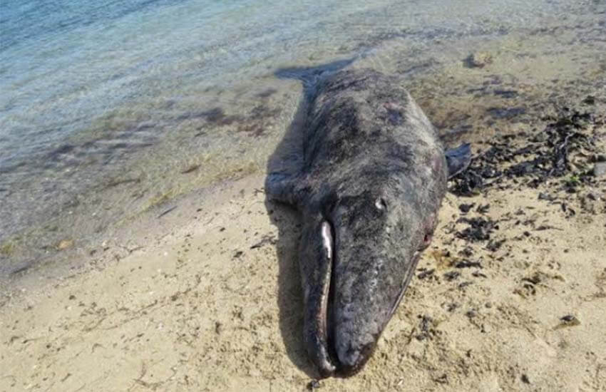 dead whale