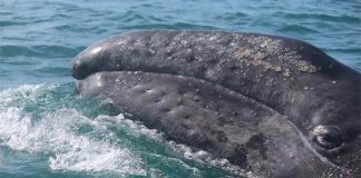 gray whale in El Vizcaino whale sanctuary